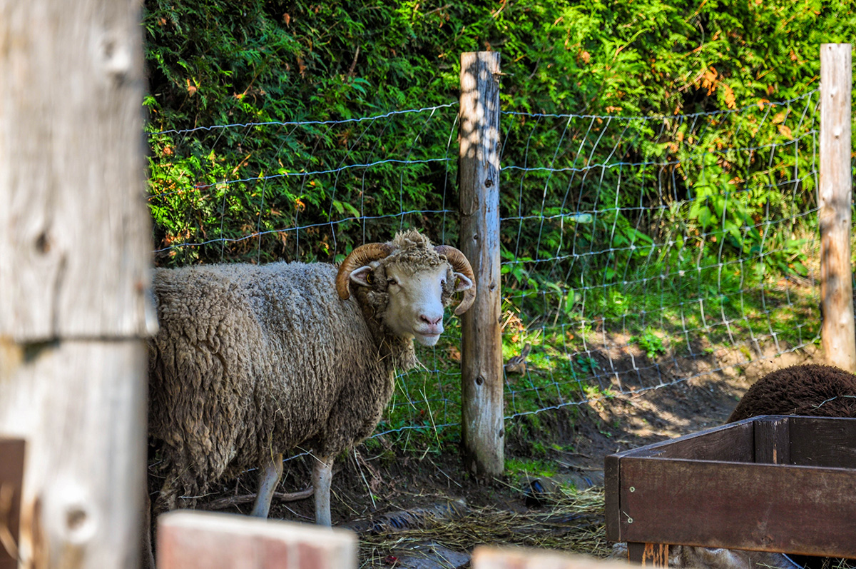 Visite des moutons du Moulin à laine d'Ulverton - musée industriel en Estrie sur l’histoire industrielle du Québec, shop de laine
