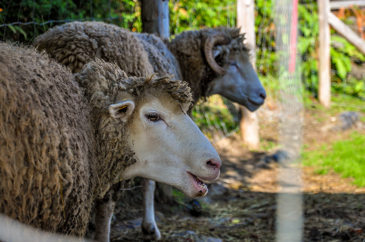 Visite des moutons au Moulin à laine d'Ulverton - musée industriel en Estrie sur l’histoire industrielle du Québec, shop de laine